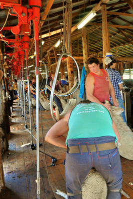 Steam Plains Shearing 022142  © Claire Parks Photography